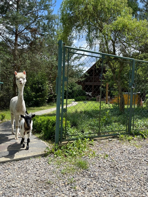 Zvieratká vám robia spoločnosť