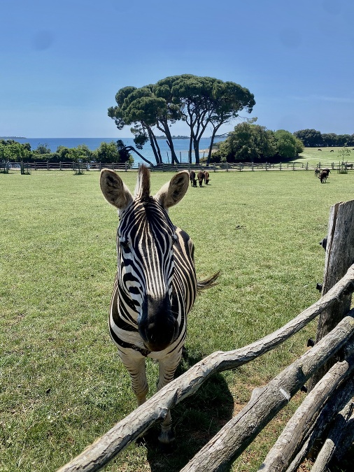 Loďkou priplávate na ostrov Veli Brijun, odkiaľ sa môžete sa pozrieť do safari parku