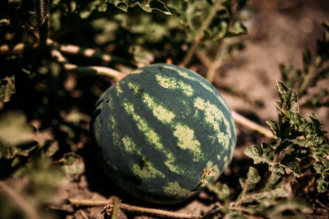 Melón je šťavnatou a zdravou pochúťkou